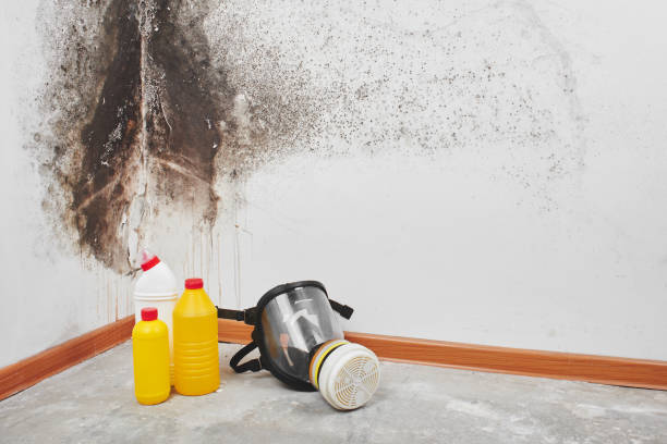 Best Mold Removal Near Me  in Eagle Mountain, UT