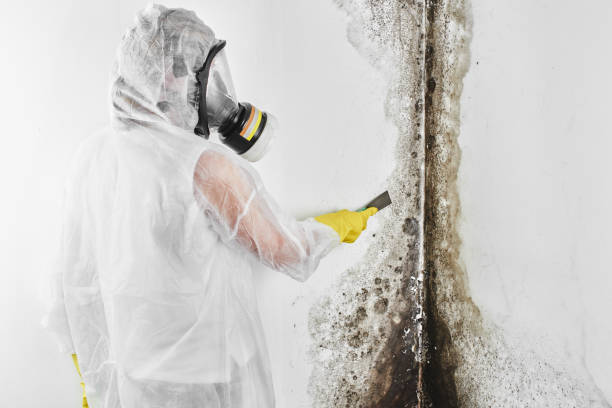 Best Mold Remediation  in Eagle Mountain, UT