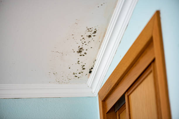 Professional Mold Removal in Eagle Mountain, UT