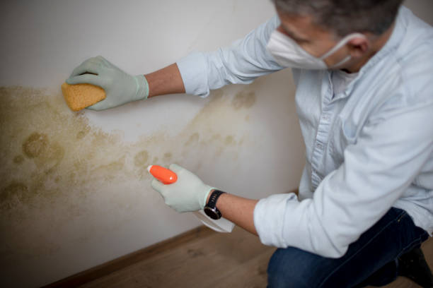 Best Toxic Mold Removal  in Eagle Mountain, UT