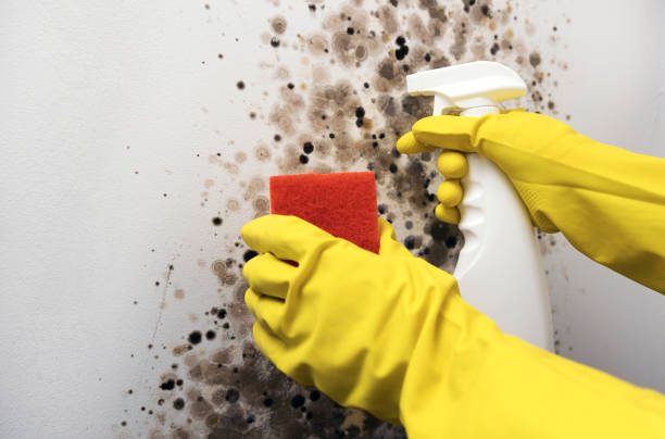 Mold Removal Process in Eagle Mountain, UT