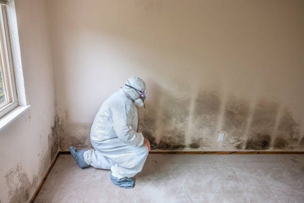 Best Mold Damage Repair  in Eagle Mountain, UT