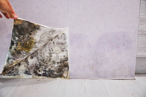 Best Water Damage Restoration  in Eagle Mountain, UT